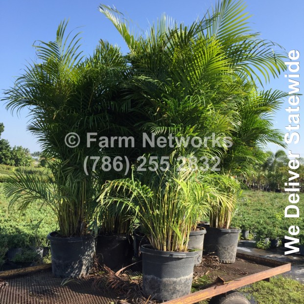 30 Gallon Areca Palm-Naples, FL