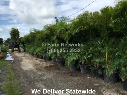 45 Gallon Areca Palm-Naples, FL