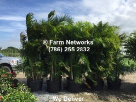 Areca Palm-Trees-Homestead