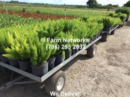 Foxtail Ferns 3 Gallon, Miami