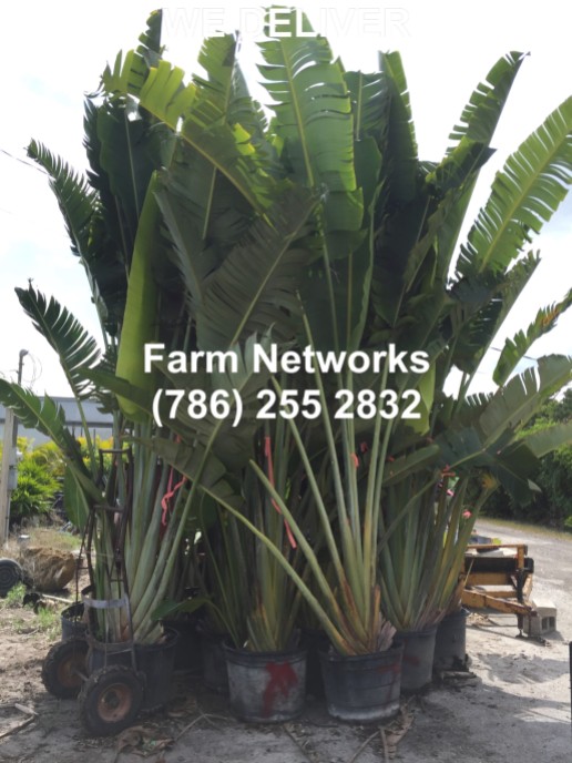 25 Gallon Traveler Palm Trees