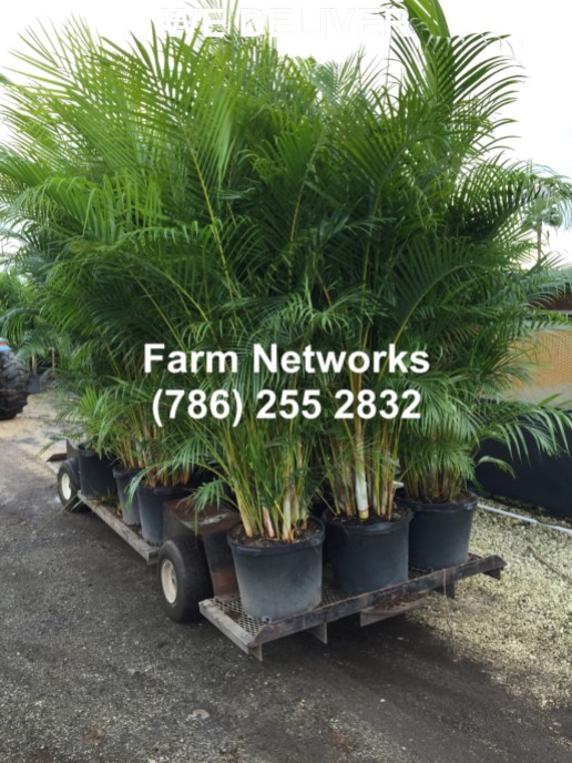 15 Gallon Areca Palm Trees